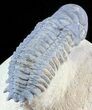 Nice, Crotalocephalina Trilobite - Foum Zguid, Morocco #49919-2